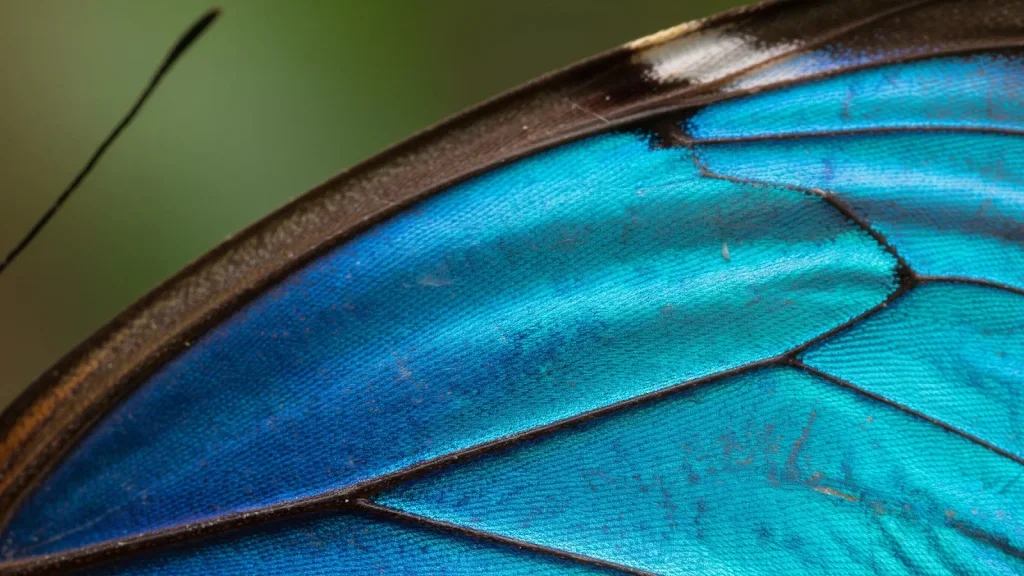 Butterfly wing macro detail
